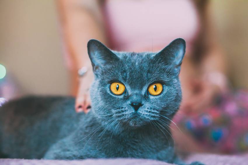 Black cat with orange eyes